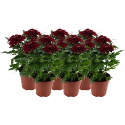 bloomling Chrysant 'Zembla Next Red' - Rood - 6er-Set