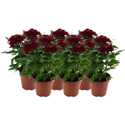 Pfitzer Chrysantheme 'Zembla Next Red' - Rot - 6er-Set