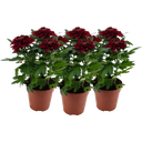 Pfitzer Chrysantheme 'Zembla Next Red' - Rot - 3er-Set