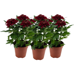 Pfitzer Chrysantheme 'Zembla Next Red' - Rot - 3er-Set