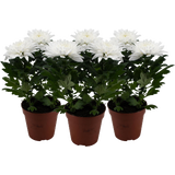 bloomling Chrysantheme 'Zembla Next White' - Weiß