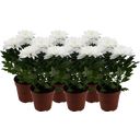 Pfitzer Chrysantheme 'Zembla Next White' - Weiß - 6er-Set