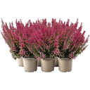 bloomling Glockenheide 'Beauty Queens®' , 6er-Set - Rot