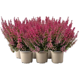 bloomling Glockenheide 'Beauty Queens®' , 6er-Set