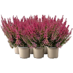 Pfitzer Glockenheide 'Beauty Queens®' , 6er-Set - Rot