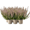 Glockenheide 'Beauty Queens®' , 6er-Set, Rosa