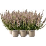bloomling Glockenheide 'Beauty Queens&reg;' , 6er-Set