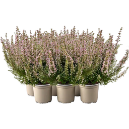 Pfitzer Glockenheide 'Beauty Queens®' , 6er-Set - Rosa