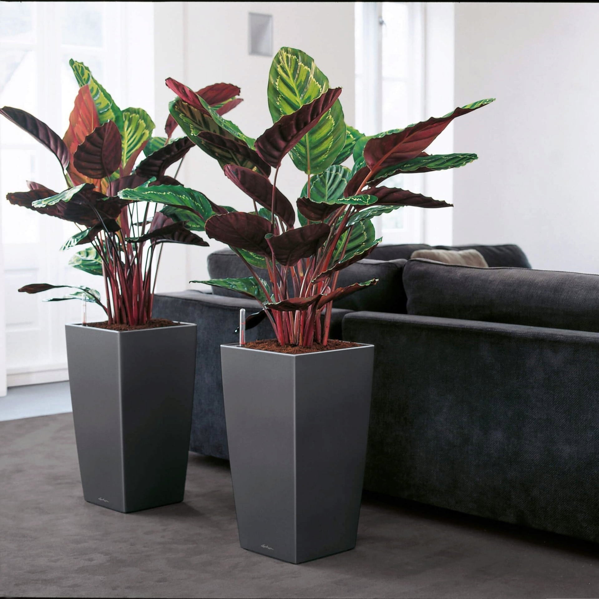 Lechuza Pflanzgefäß CUBICO Premium 40 - Anthrazit metallic