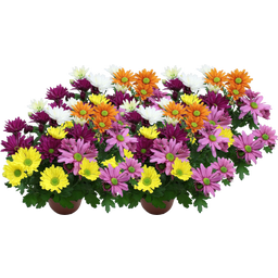 Pfitzer Chrysanthemen 'Quintett' - Bunt, 4er-Set - 1 Set