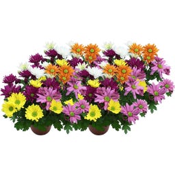 Chrysanthemums 'Quintett' - Various Colours, set of 4 - 1 Set