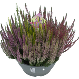 bloomling Knospenheide 'High Five®' fünffarbig