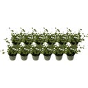 bloomling Mühlenbeckia 'Mini', 12er-Set - 1 Set