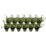 bloomling M&uuml;hlenbeckia 'Mini', 12er-Set