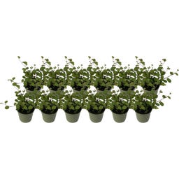 bloomling Mühlenbeckia 'Mini', conjunto de 12 - 1 Set