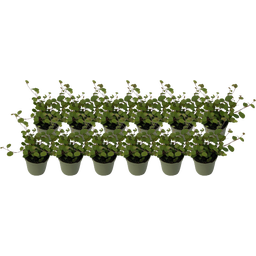 bloomling Muehlenbeckia 'Mini' - Set van 12 - 1 Set