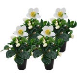 bloomling Snow Rose &Oslash; 14 cm, set of 4