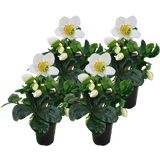 bloomling Snow Rose Ø 14 cm, set of 4