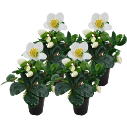 Pfitzer Schneerose Ø 14 cm, 4er-Set - 1 Set
