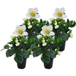 bloomling Snow Rose Ø 14 cm, set of 4 - 1 Set