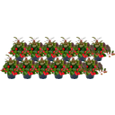 bloomling Scheinbeere Mini, 12er-Set - 1 Set