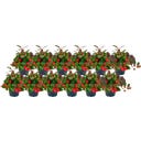 bloomling Scheinbeere Mini, 12er-Set - 1 Set