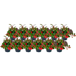 bloomling Mini Eastern Teaberry, set of 12 - 1 Set