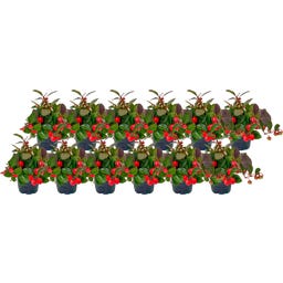 bloomling Mini Eastern Teaberry, set of 12 - 1 Set