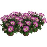 Chrysanthemums 'Rainbow Rosy' - Pink-White, set of 4