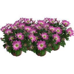 Chrysanthemen 'Rainbow Rosy' - Rosa-weiss, 4er-Set - 1 Set
