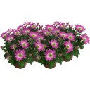 Chrysanthemums 'Rainbow Rosy' - Pink-White, set of 4