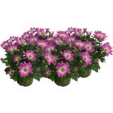 Chrysanthemen 'Rainbow Rosy' - Rosa-weiss, 4er-Set