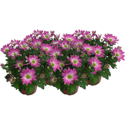 Crisantemos 'Rainbow Rosy' - Rosa-Blanco, Lote de 4 - 1 set