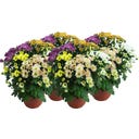 Chrysanthemums 'Mariba Rossi Mix' - 5 Colours, set of 4