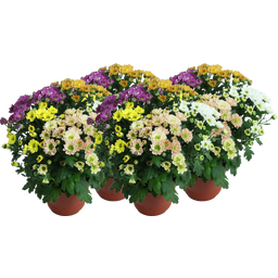 Chrysanthemen 'Mariba Rossi Mix' - 5 Farben, 4er-Set - 1 Set