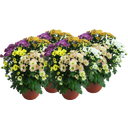 Chrysanthemums 'Mariba Rossi Mix' - 5 Colours, set of 4