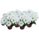 Chrysanthemen 'Sensation' - Weiß gefranst, 4er-Set