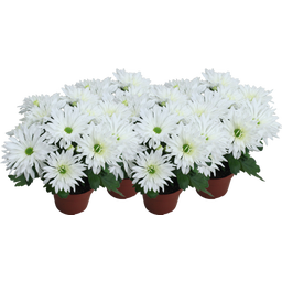 Chrysanthemen 'Sensation' - Weiß gefranst, 4er-Set - 1 Set