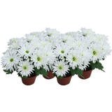 Chrysanthemen 'Sensation' - Weiß gefranst, 4er-Set