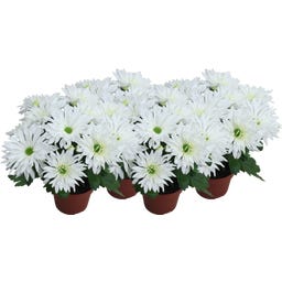 Chrysanthemums 'Sensation' - White Fringed, set of 4 - 1 Set