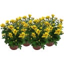 Chrysanthemums 'Rainbow Lake Worth' - Yellow-Red, set of 4