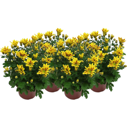 Chrysanthemen 'Rainbow Lake Worth' - Gelb-rot, 4er-Set - 1 Set