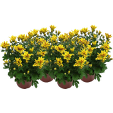 Chrysanthemen 'Rainbow Lake Worth' - Gelb-rot, 4er-Set