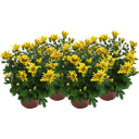 Chrysanthemen 'Rainbow Lake Worth' - Gelb-rot, 4er-Set