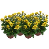 Chrysanthemums 'Rainbow Lake Worth' - Yellow-Red, set of 4
