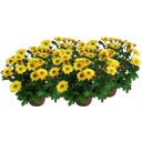 Chrysanthemen 'Splash Yellow' - Gelb, 4er-Set
