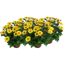 Chrysanthemums 'Splash Yellow' - Yellow, set of 4