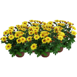 Chrysanthemums 'Splash Yellow' - Yellow, set of 4 - 1 Set