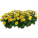 Chrysanthemen 'Splash Yellow' - Gelb, 4er-Set
