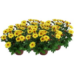 Chrysanthemen 'Splash Yellow' - Gelb, 4er-Set - 1 Set